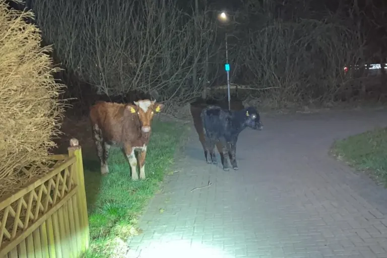 Wilhelmshaven - Wilde Kuhherde löst grossen Polizeieinsatz aus