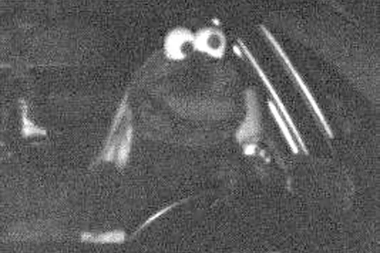 Dortmund – Mit Maske aus Muppetshow geblitzt