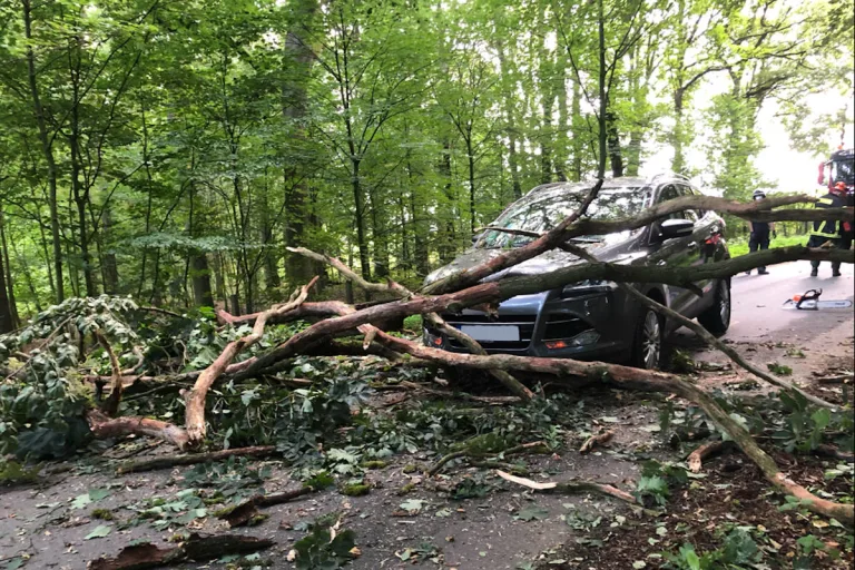 Saerbeck – Schwere Kollision mit stürzendem Baum gerade noch verhindert