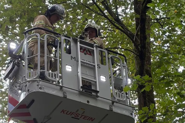 Kufstein – Feuerwehr rettet Katze Simba vom Baum