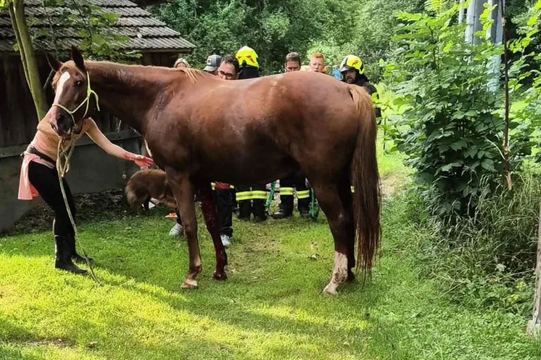 Jainzen NÖ – Feuerwehr rettet Pferd aus misslicher Lage