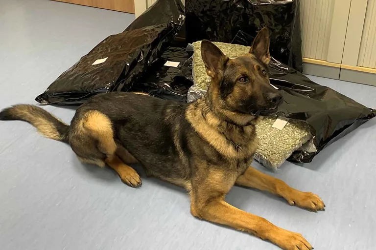 Heilbronn - Zollhund Luc verhindert Drogenlieferung