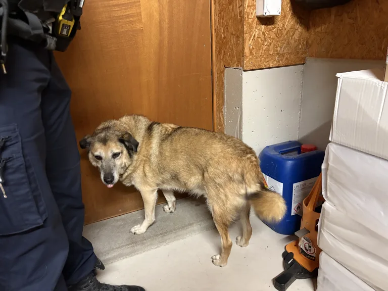 Bernhardzell SG – Hund ausgesetzt? Polizei sucht Zeugen