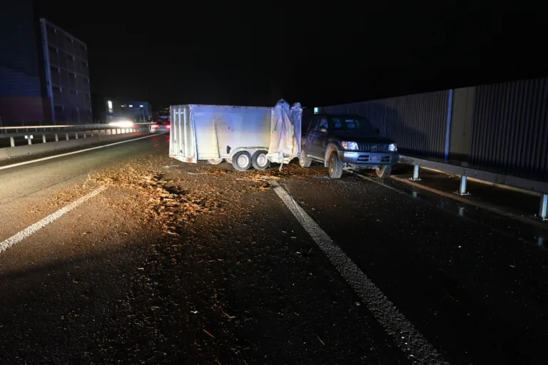 Rheineck SG - Anhänger auf Autobahn gekippt - Rinder auf der A1