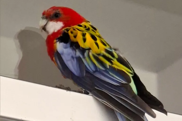 Nordhausen – Rosella-Sittich verirrt sich auf Polizeiwache