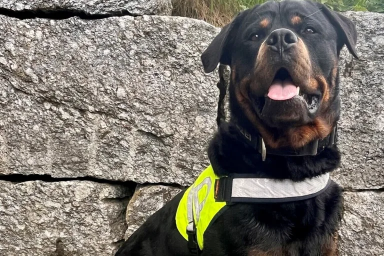 Zürich - Polizeihund spürt Tasche mit Drogen auf 