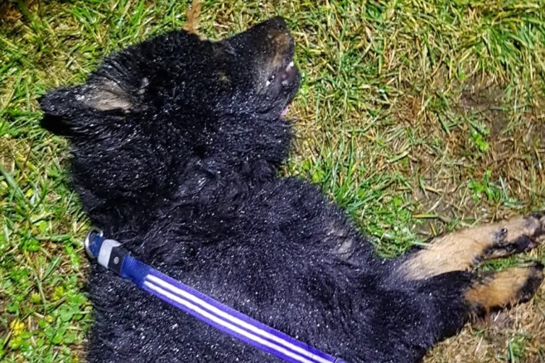 Siemerode - Hund durch Verkehrsunfall getötet - Besitzer unbekannt