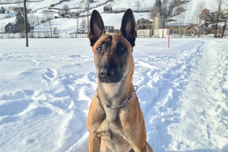  Ebnat-Kappel SG - Polizeihund Ari erwischt Einbrecher