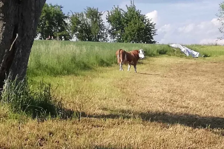 Schardenberg – Zwei Stiere auf der Flucht lösen großen Einsatz aus
