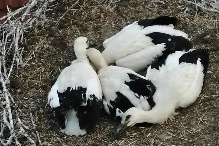 Tierrettung in Feldkirchen - Storchenküken fiel aus dem Nest