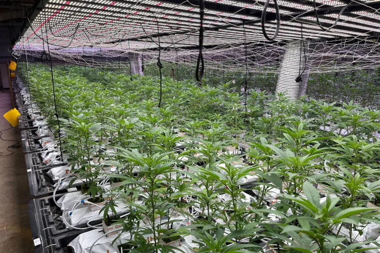 Zunzgen BL – Hanf-Indooranlage mit 4’000 Pflanzen entdeckt