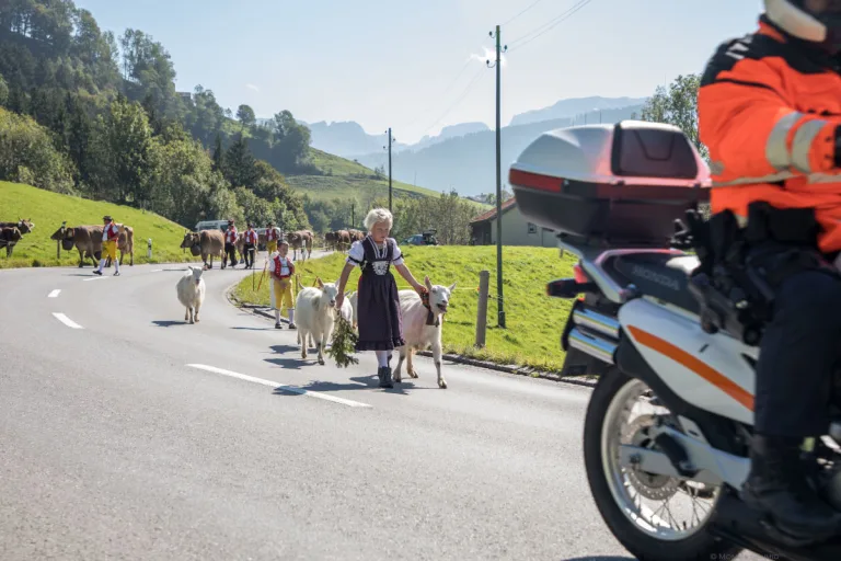 Grossviehschau in Appenzell sorgt für Verkehrsbehinderungen