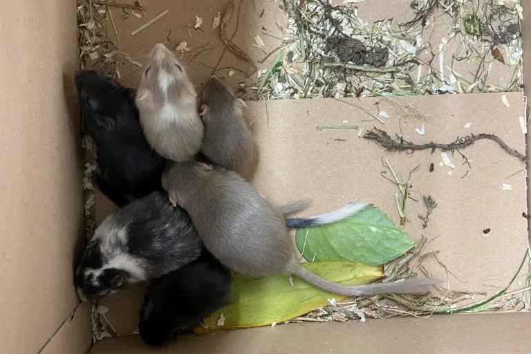 Kaiseraugst AG - Tierquäler entsorgt lebendige Wüstenrennmäuse in Grüncontainer!