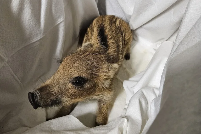 Saarlouis - Polizei rettet kleines Wildschwein