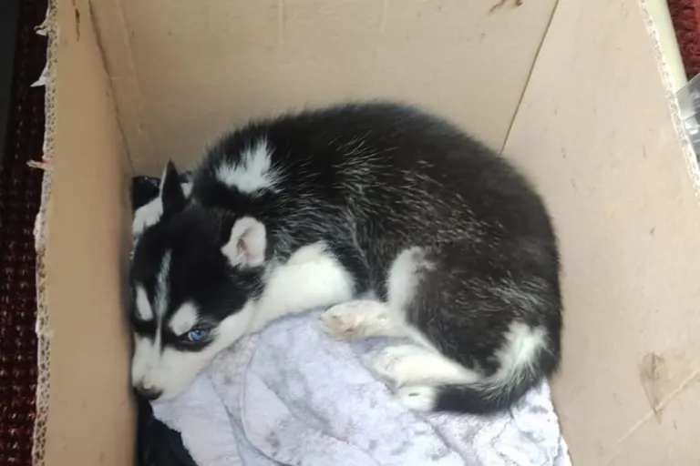 Offenbach - Husky-Welpe mit 5 Wochen von Mutter getrennt
