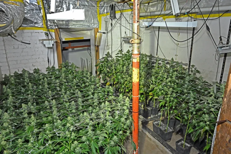 Kanton Schaffhausen – Haschisch, Marihuana und Drogenhanf beschlagnahmt