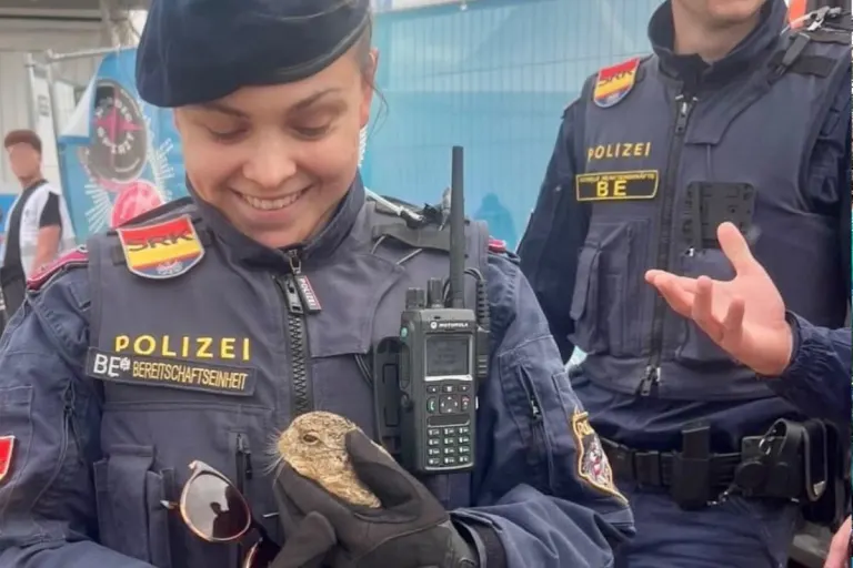 Nickelsdorf – Babyhase auf Festivalgelände entdeckt