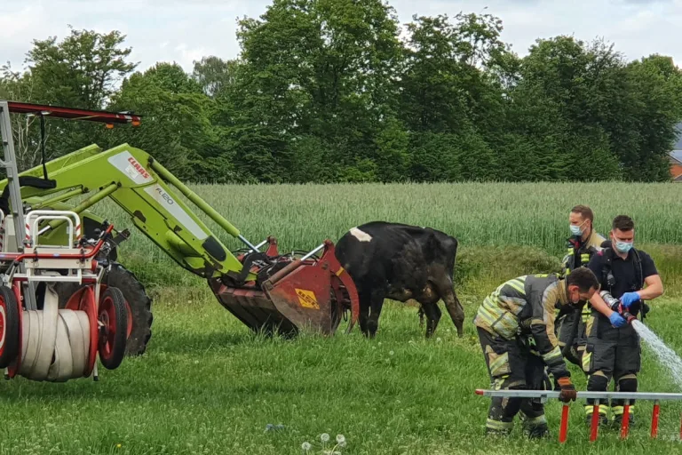 Bocholt – Feuerwehr rettet trächtige Kuh aus Güllekeller