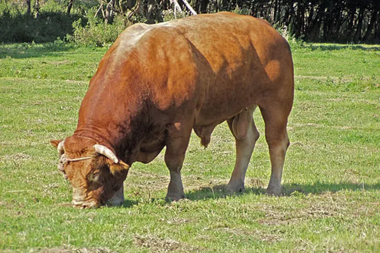Bezirk Oberwart - Stier von Polizist erschossen
