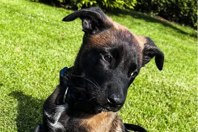 Polizeihund in Ausbildung – Nachwuchshund Hugo verstärkt das Team in Tirol