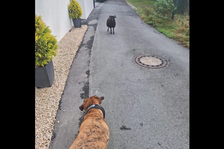 Witten NW – Ausgebüxtes Schaf im Stand-Off mit Hund