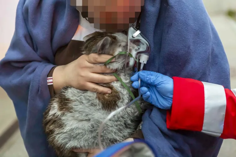 Stein – Feuerwehr rettet Katze aus brennender Wohnung