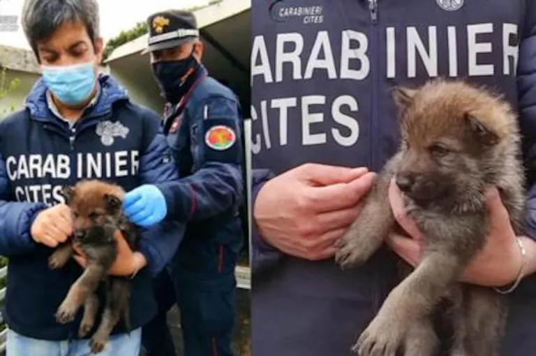 Wolfswelpen als Schäferhunde verkauft