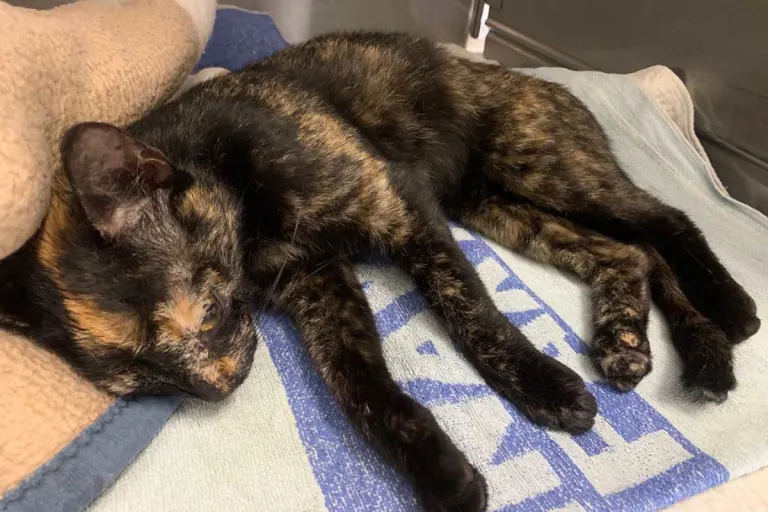 Wittmund - Verletzte Katze aufgefunden