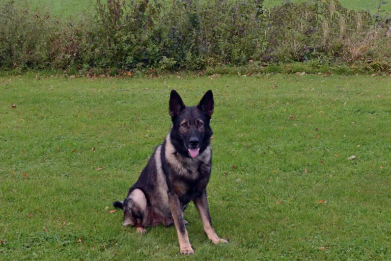 Fahrerflucht in Emmen LU - Jugendlicher entwendet Auto und flüchtet vor Polizei - Polizeihund Fuego ist erfolgreich 