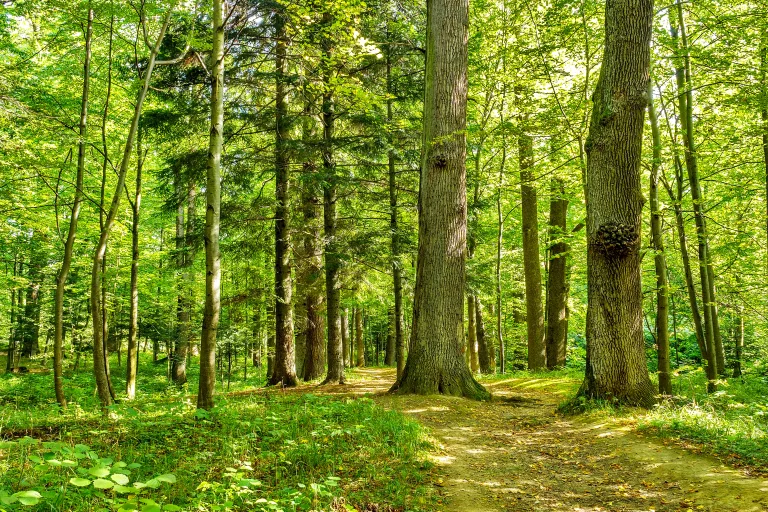 Schaffhausen – Unwetterschäden machen Wälder gefährlich