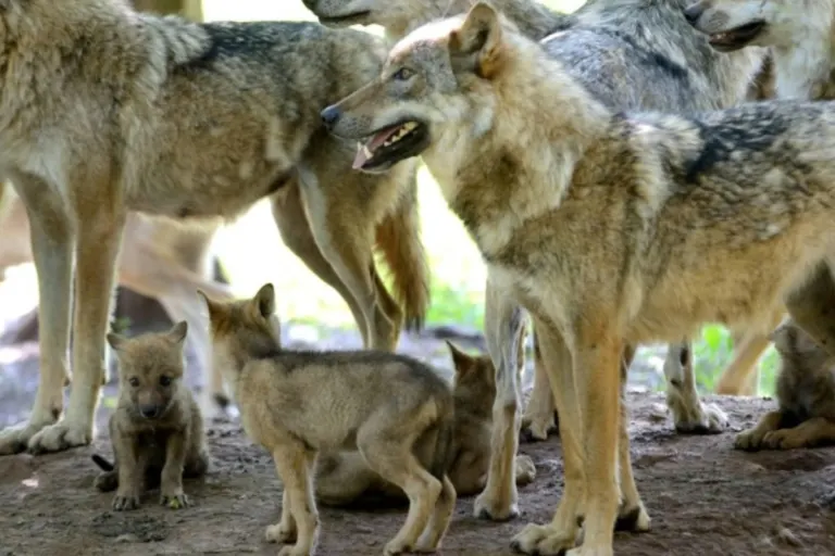Kanton Graubünden - Wildhut errschiesst zwei Jungwölfe des Beverinrudels - Ziel ist Entfernung des ganzen Rudels