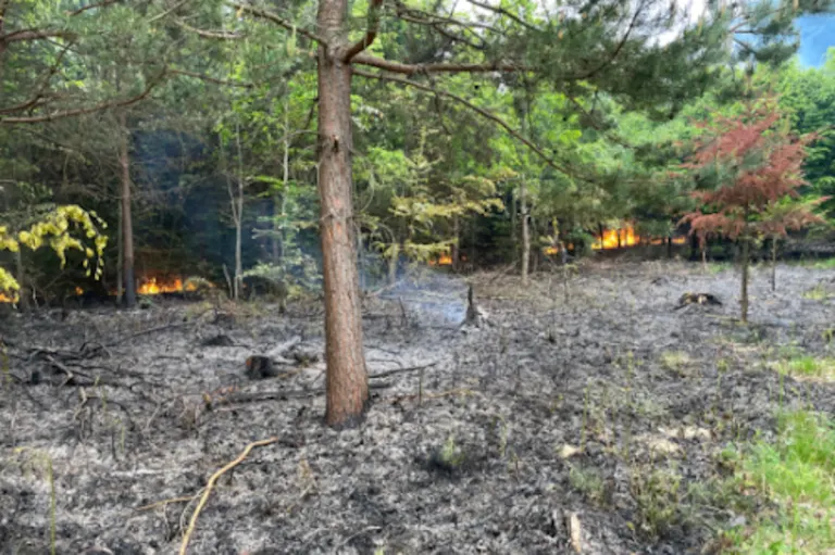 Cousset FR – 2000 m² Wald in Brand geraten