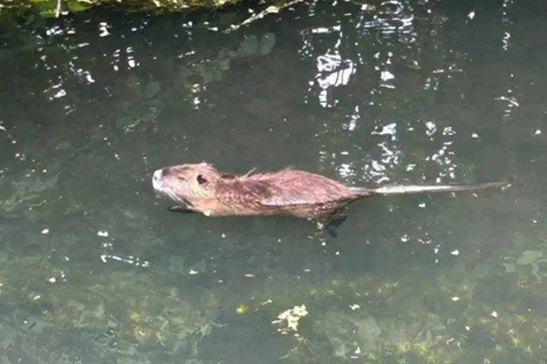 Hagenbach – Radfahrer nach Unfall mit Nutria verletzt