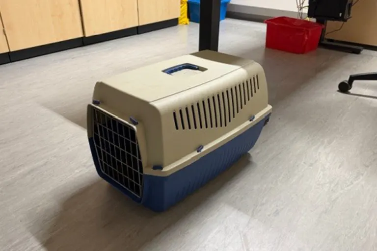 Herxheim – Drei Katzen in Transportbox an K44 ausgesetzt