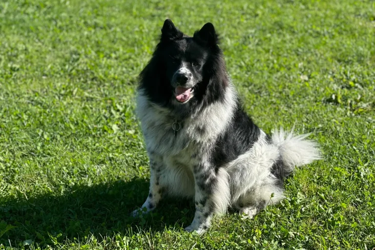 Wie sieht es mit der Leinenpflicht aus? Wir klären Hundehalter und Interessierte auf