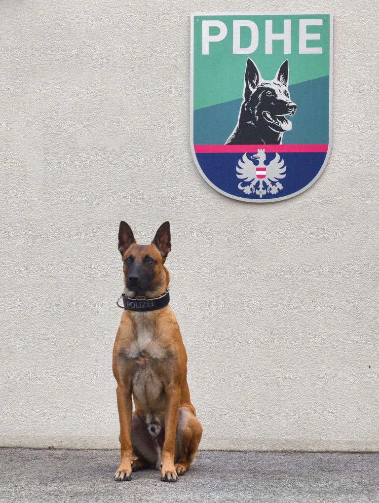 Wien – Polizeihund spürt Einbrecher in Schule auf