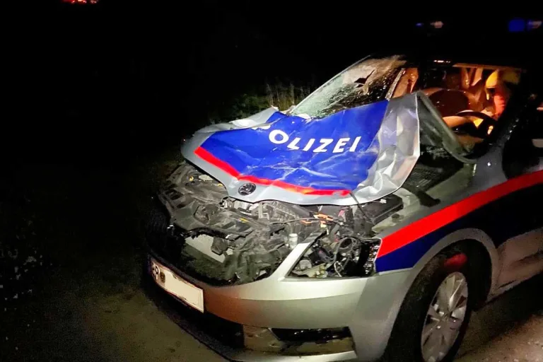 Wildunfall in Kleinhollenstein - Hirsch von Polizeiauto erfasst und getötet