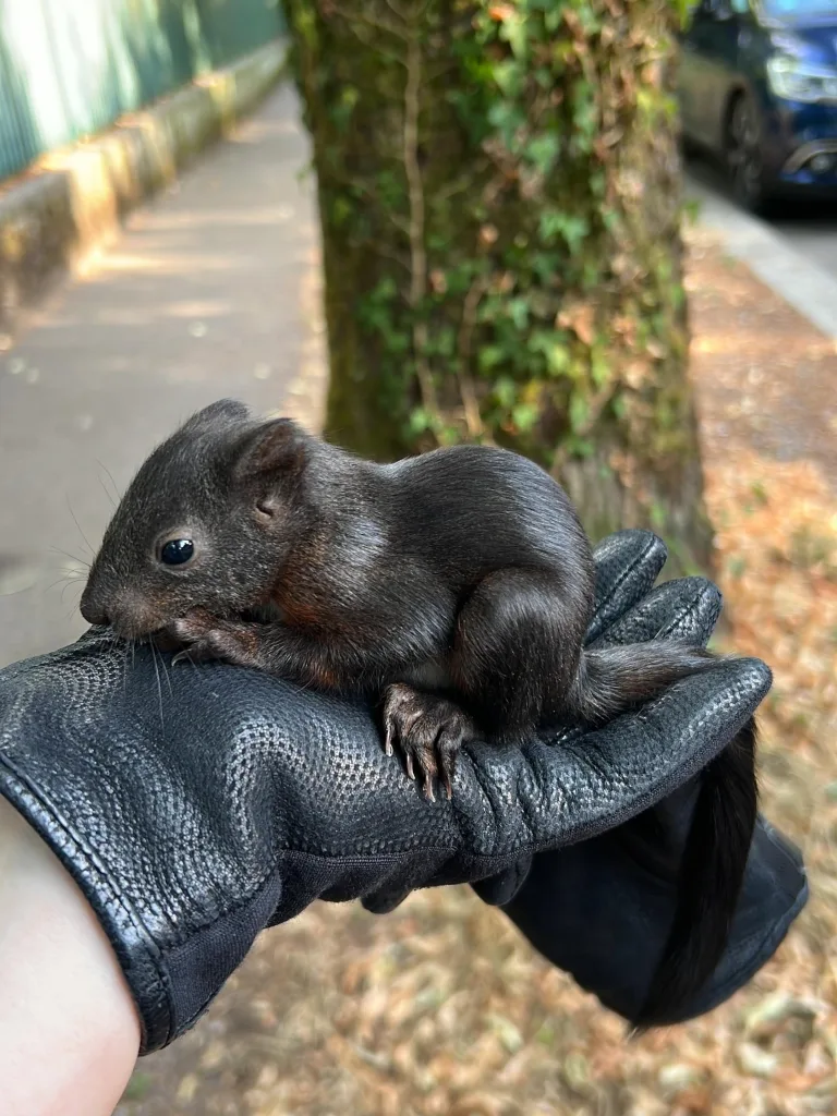 Winterthur ZH – Polizei rettet verletztes Eichhörnchen-Baby