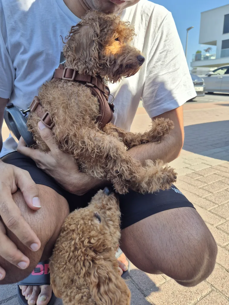 Ludwigshafen – Polizist rettet erschöpften Hund aus Hafenbecken