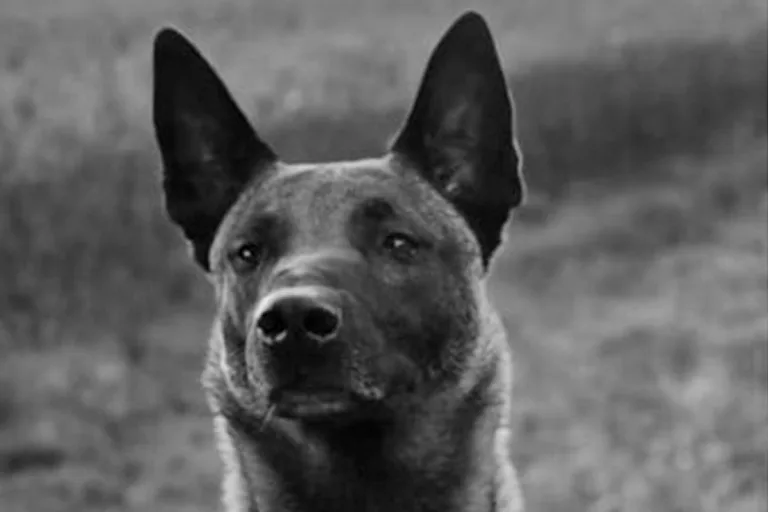 Freiberg – Vermisster Polizeihund Bruce tot aufgefunden