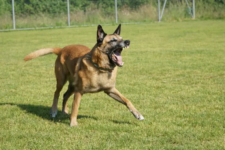 Lütisburg Station SG - Polizeihund hindert Einbrecher bei der Flucht
