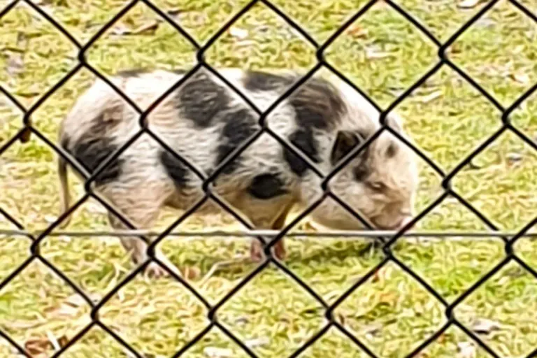St. Gallen - Wem gehört das Schwein?