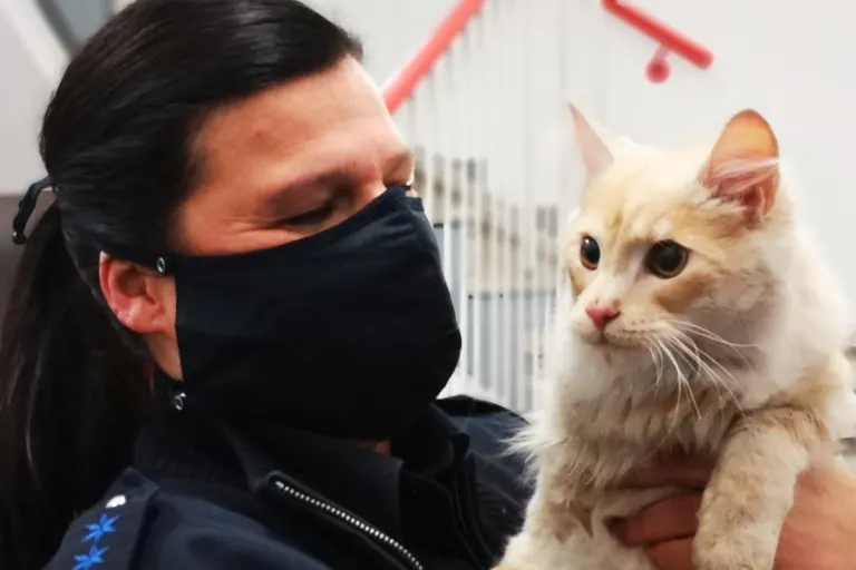 Vermisst in Eutin – Kater Henri ist wieder zu Hause