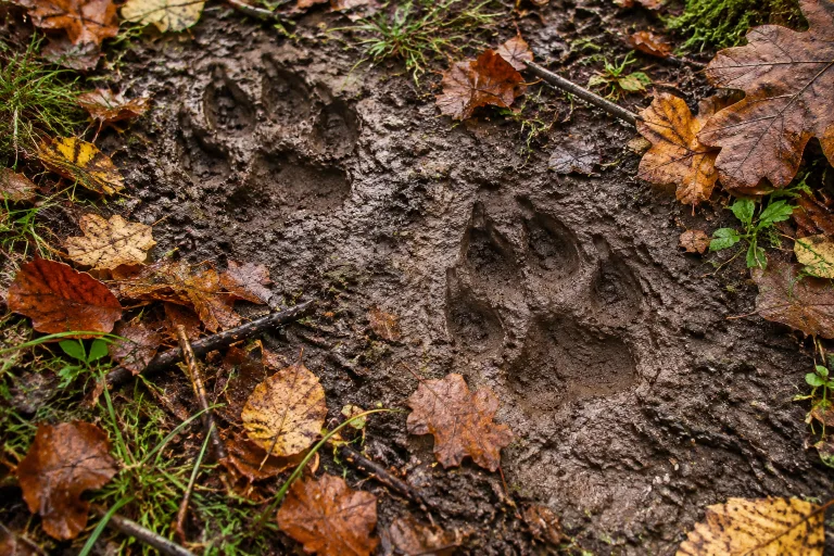 Gonten AI – Wolf reisst Schaf auf Weide