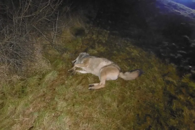 A4 Hermsdorf – Bei Wildunfall auf der Autobahn vermutlich Wolf überfahren