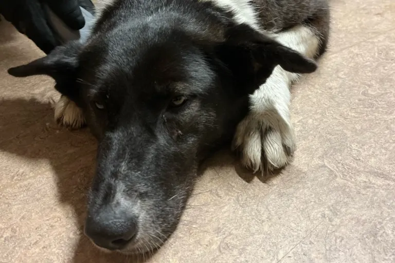 Düsseldorf NW - Polizei rettet Hund von der Autobahn 