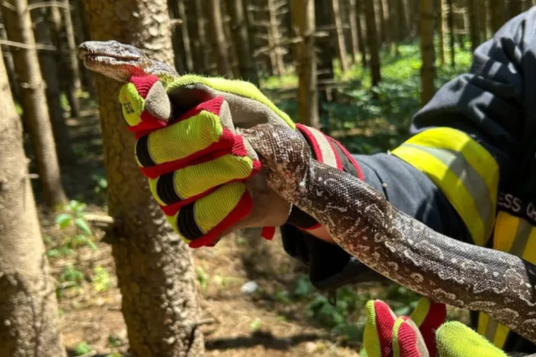 Waal BY – Feuerwehr rettet ausgesetzte Schlange