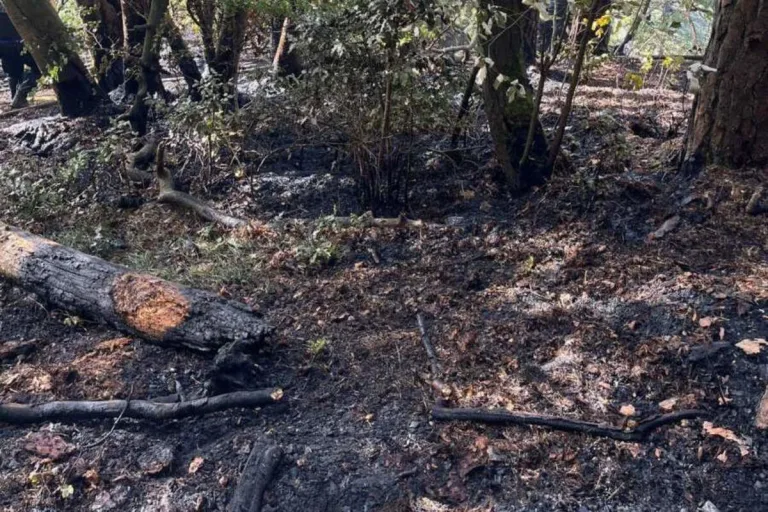 Hägendorf SO - Brand in einem Wald durch Menschen verschuldet 