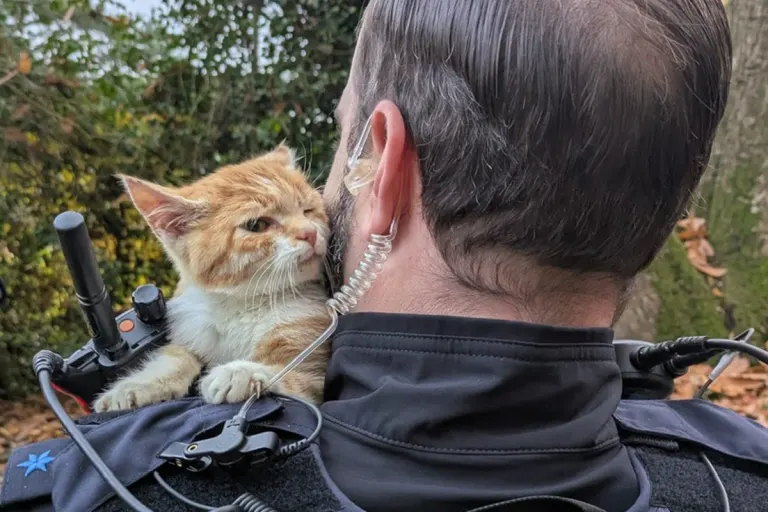 Zeugenaufruf Preetz SH – Gefundene Baby-Katze sucht Besitzer