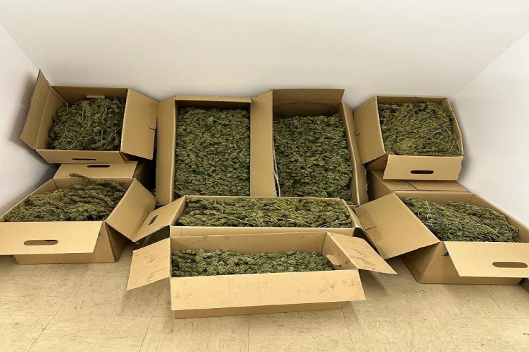 Recklinghausen - Polizei entdeckt Cannabisplantage und nimmt zwei Männer fest